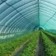 Затеняющая сетка Agreen 60% (3х50) рулон